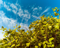Will a Japanese Knotweed Root Barrier Help Protect my Property?