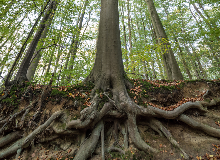 Tree Root Director Rings