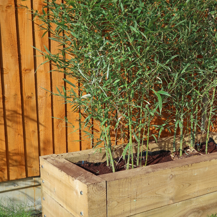 green bamboo contained effectively with flexiroot root barrier in beautiful bright sunny garden