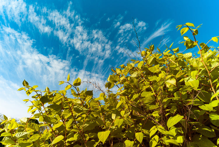 Will a Japanese Knotweed Root Barrier Help Protect my Property?