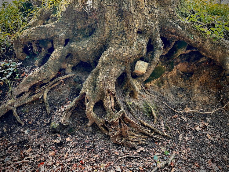 tree roots spreading and encroaching