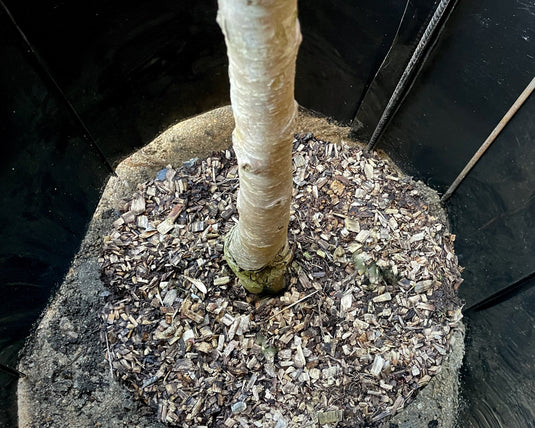 Using root barrier for tree planting in urban areas