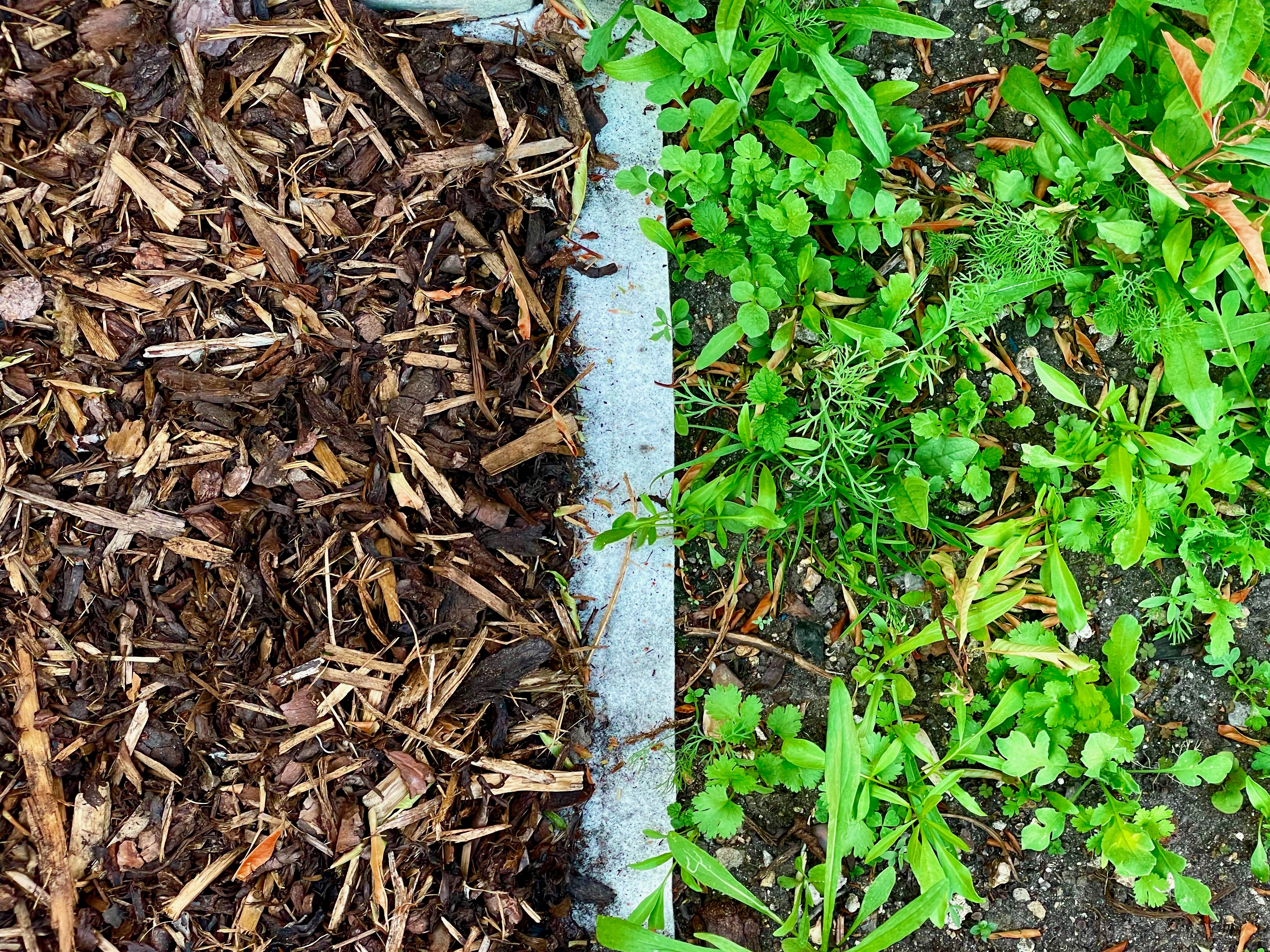 What do you put down to stop weeds coming through? - Root Barrier