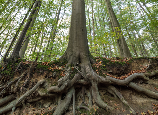 Tree Root Director Rings