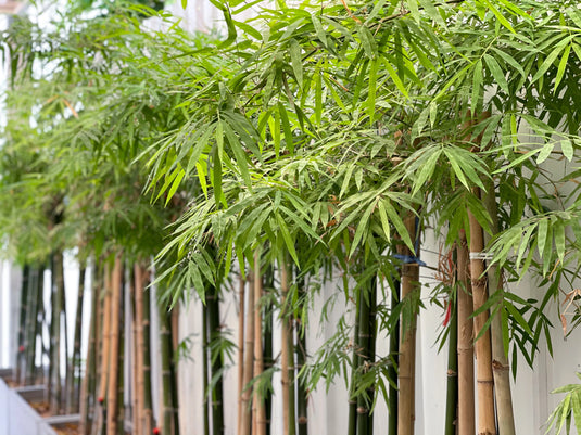 Bamboo Root Barrier