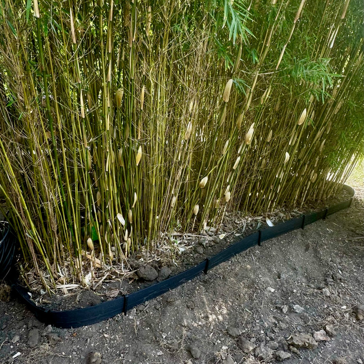 Black tuffedge lawn edger being used with root barrier to contain bamboo