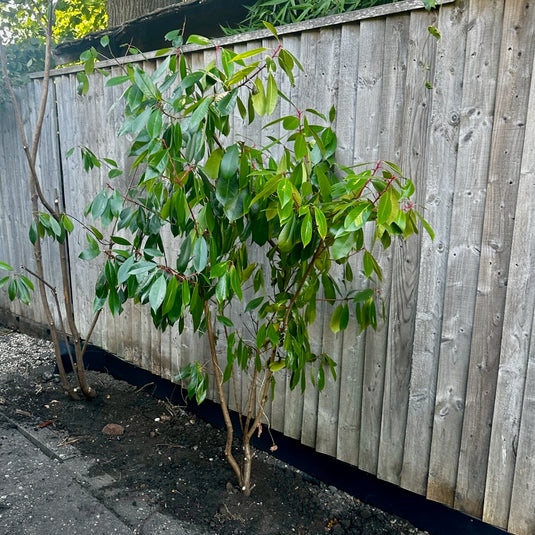 Edging for Lawns & Borders