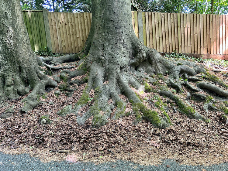 Tree Root Barrier